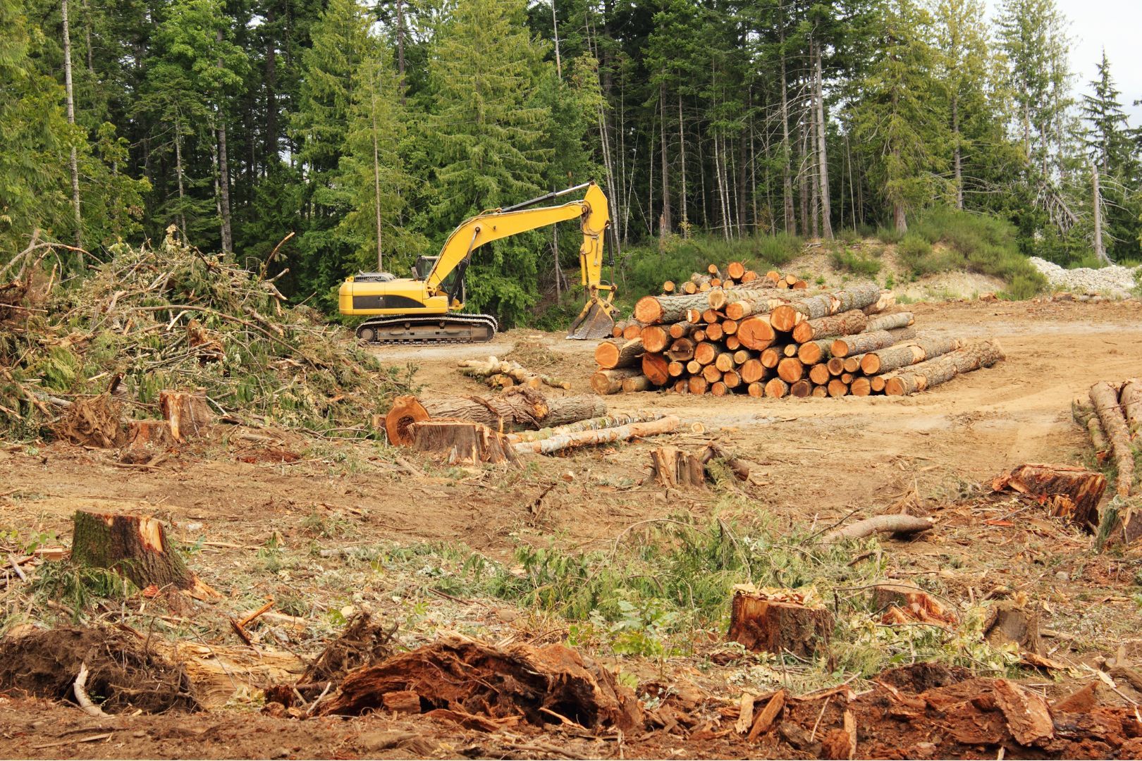 EUDR: come trasformare l’obbligo normativo in vantaggio competitivo con il MOOC gratuito EMMA4EU