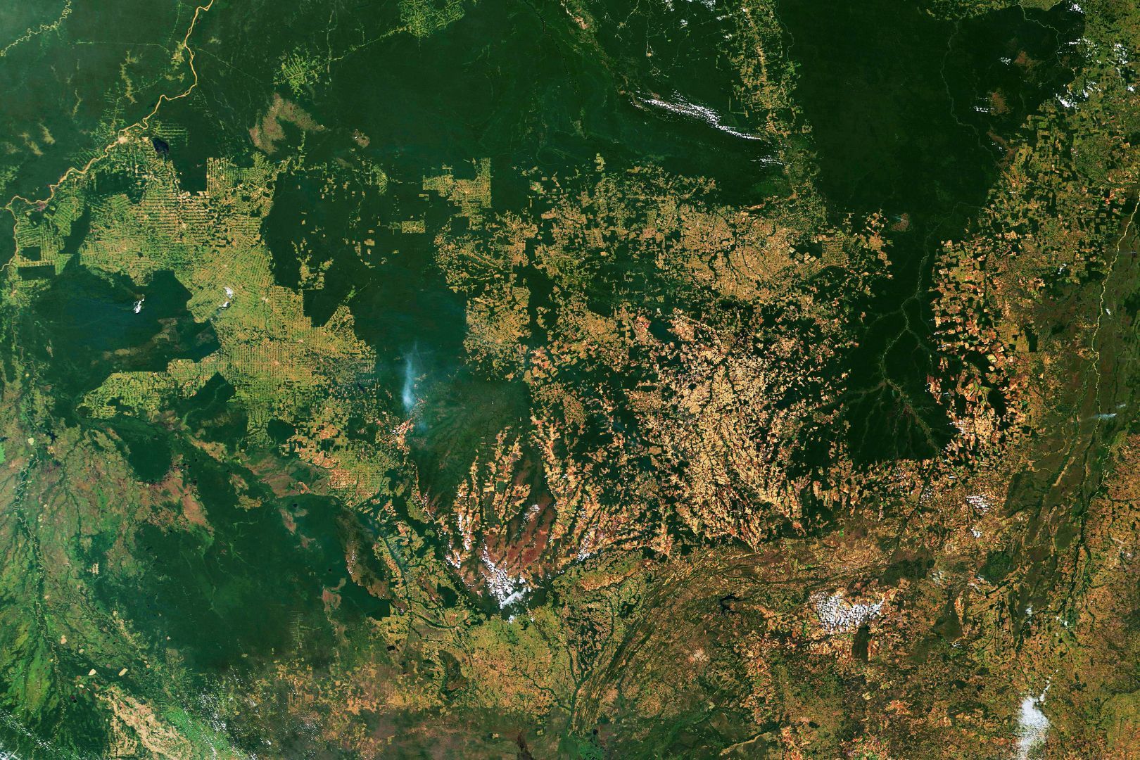 Tecnologia per EUDR: strumenti di tracciabilità e monitoraggio per filiere deforestation-free