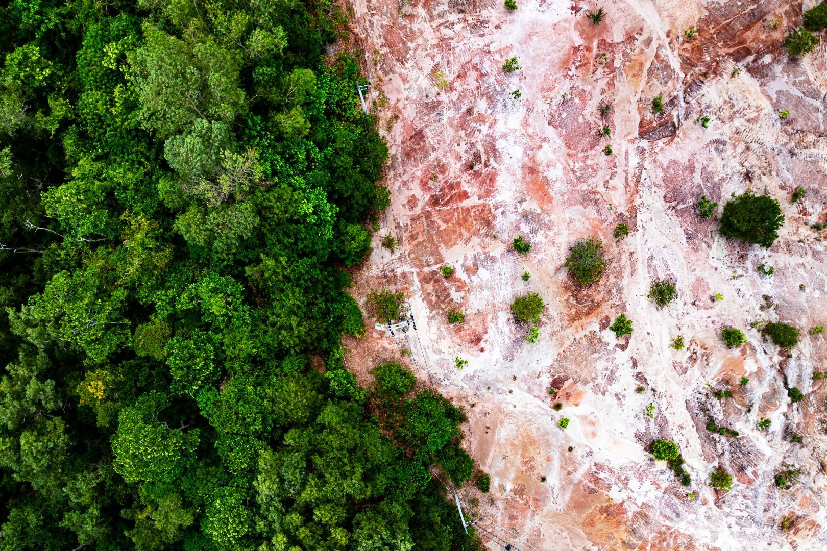 Governance EUDR: come costruire sistemi di gestione e piani d’azione per filiere deforestation-free